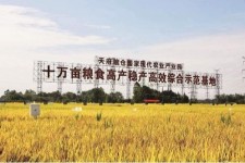 安岳关于成都商务伴游外围雇用的信息